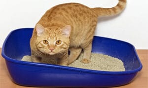 kediler-neden-kum-yer