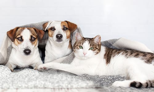 Sevimli Kız Kedi ve Köpek İsimleri