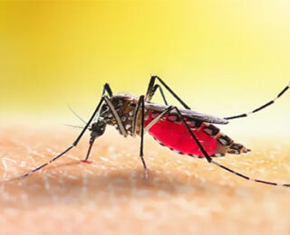 Sivrisinekler Hakkında Her Şey