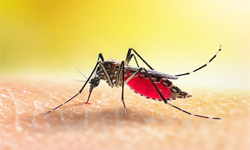 Sivrisinekler Hakkında Her Şey